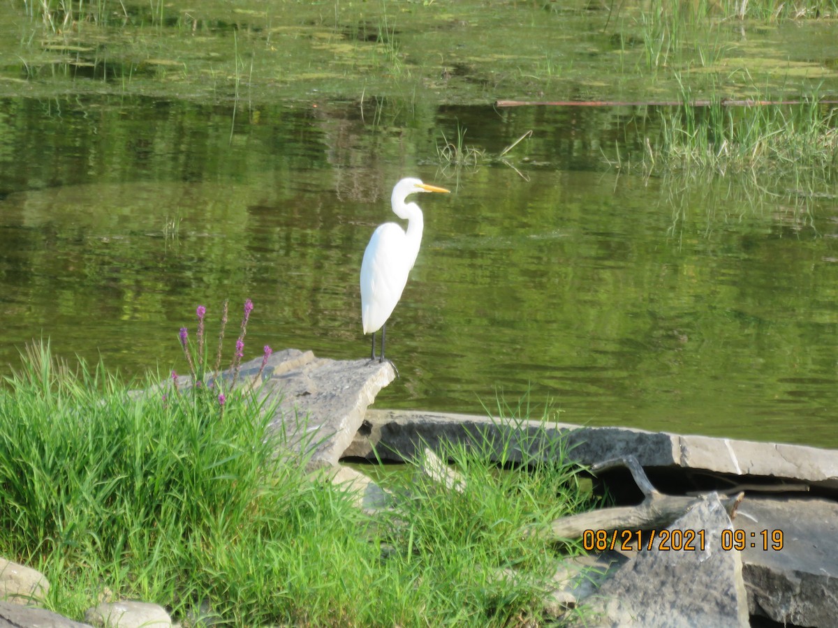 Great Egret - ML387277011