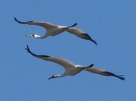 Whooping Crane - Randy Carman