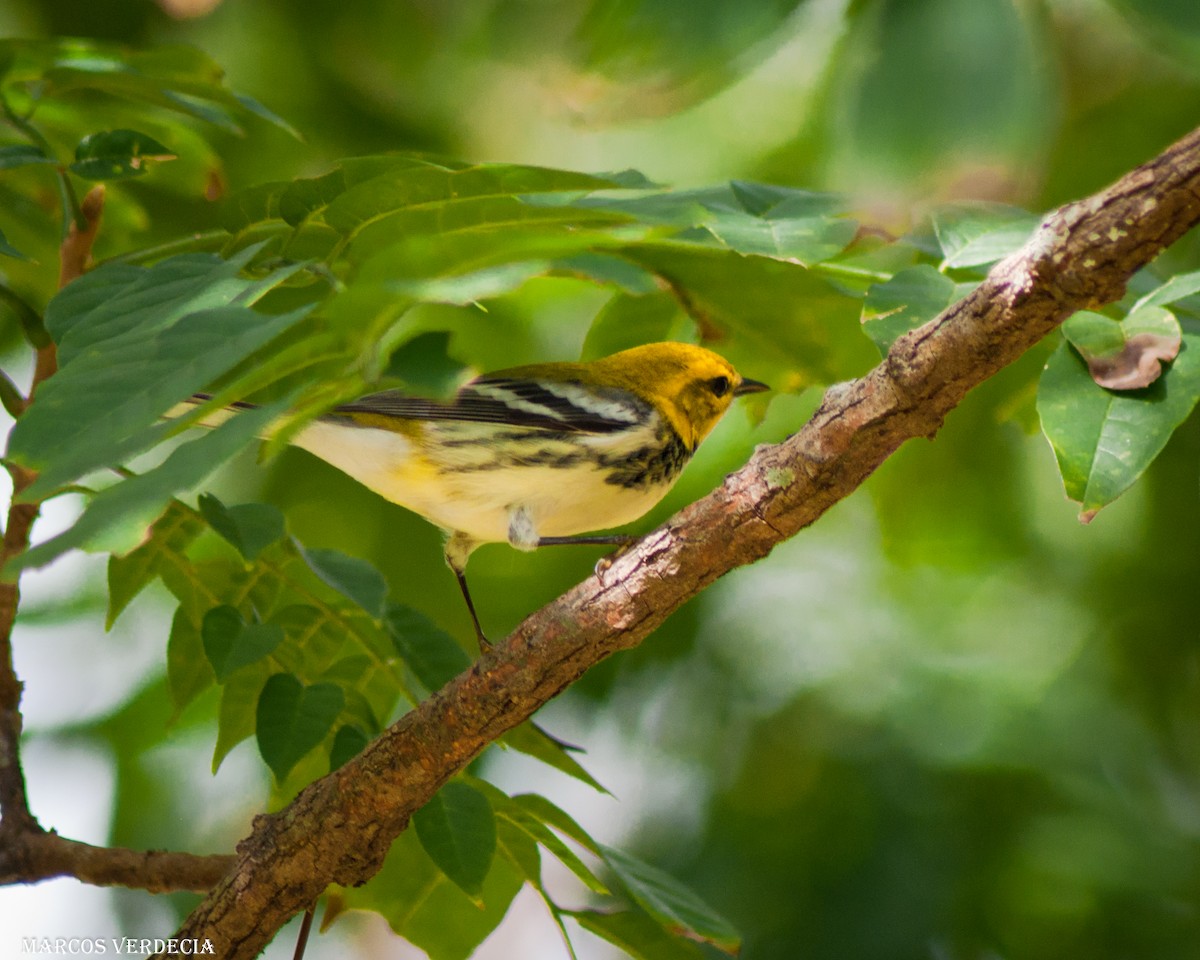 Black-throated Green Warbler - ML387278741