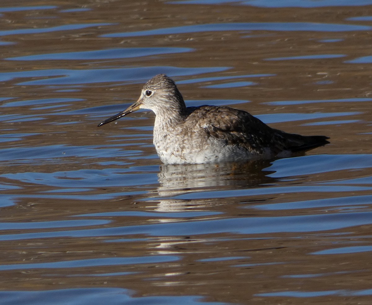 Greater Yellowlegs - ML387278771