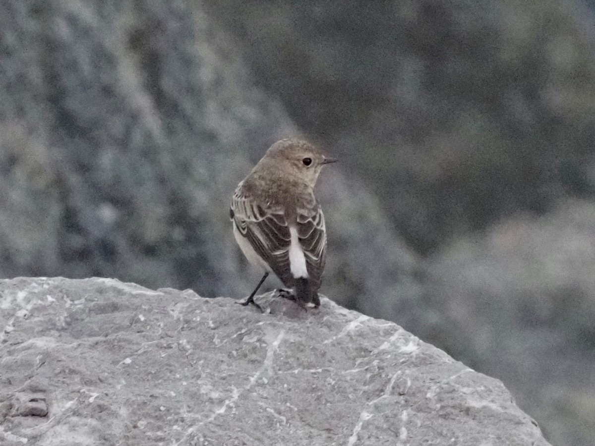 Pied Wheatear - ML387278951