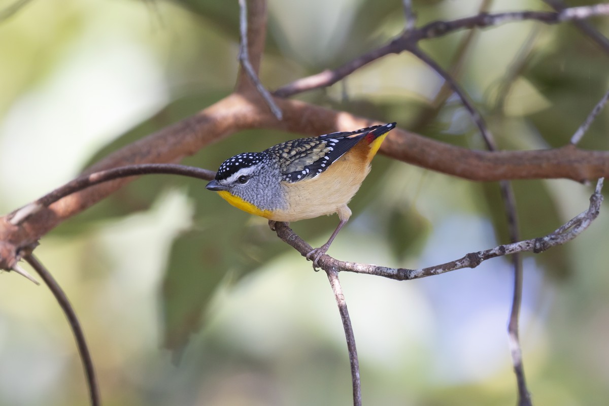 Pardalote Moteado - ML387279391