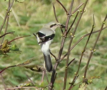 Northern Shrike - ML387279691