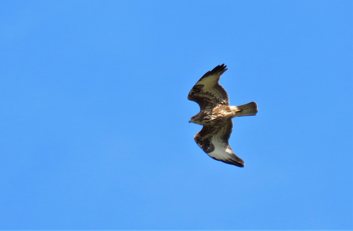 Common Buzzard - ML387281491