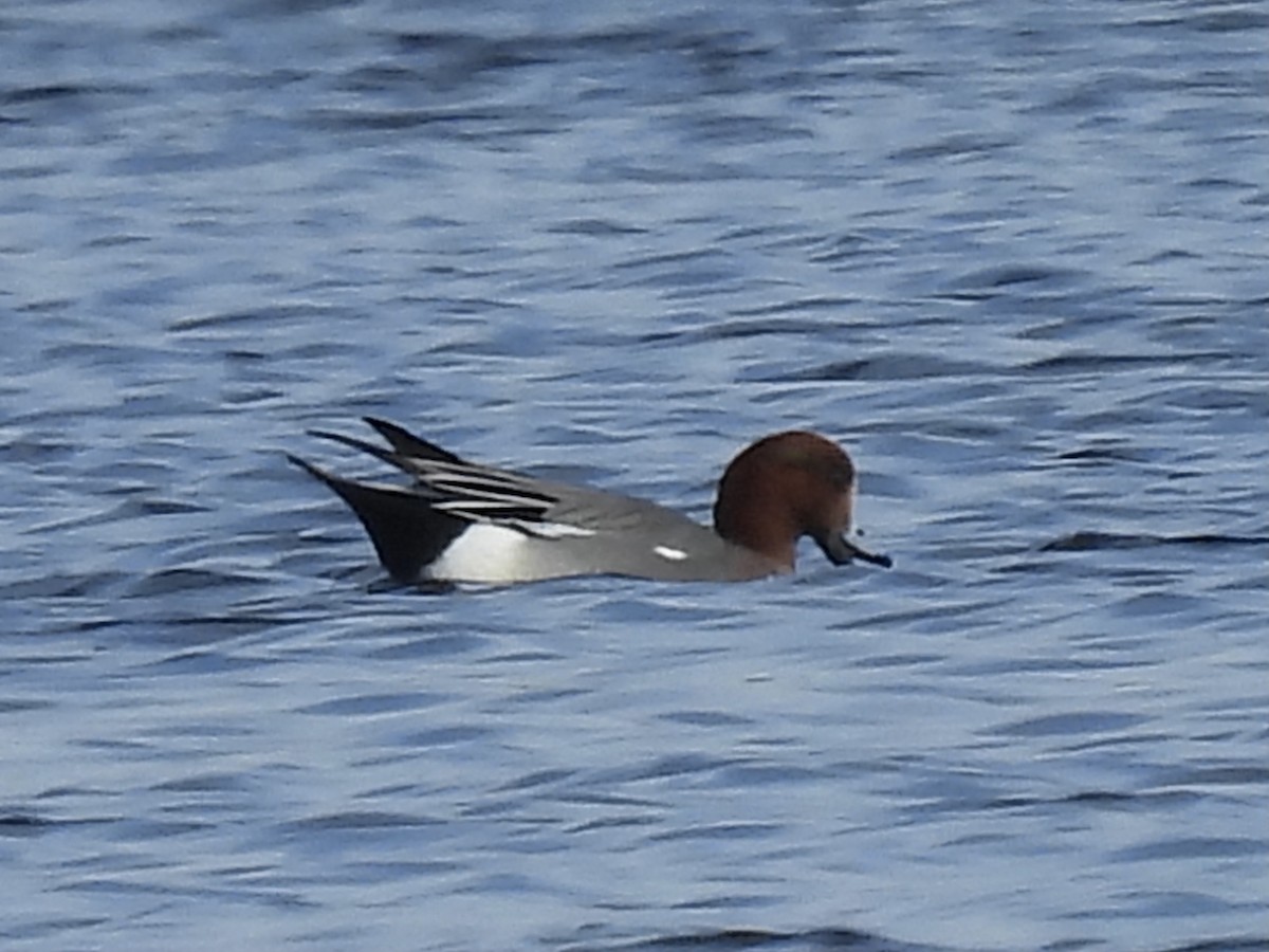 Eurasian Wigeon - ML387281611