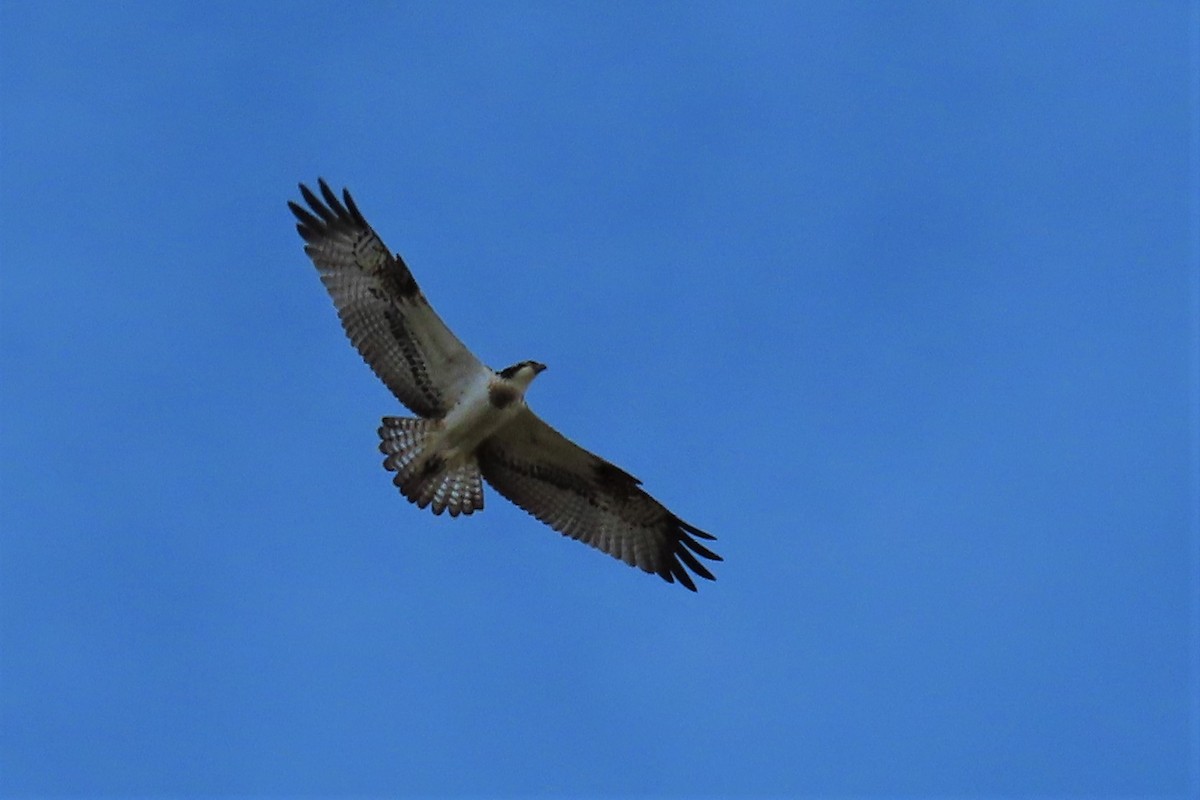 Osprey - ML387281661