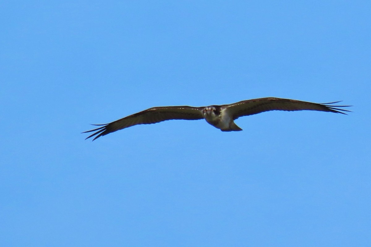 Balbuzard pêcheur - ML387281671