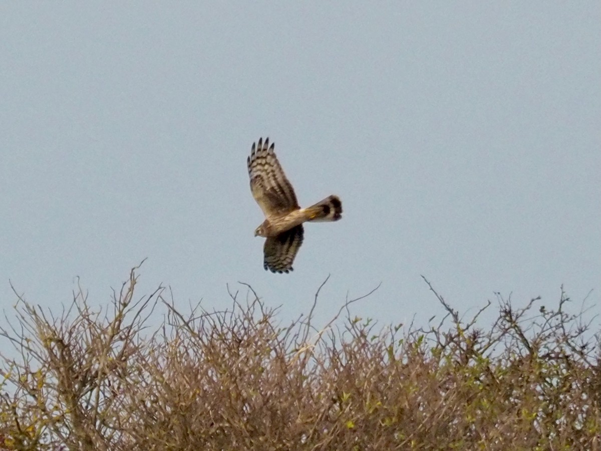 Hen Harrier - ML387281811