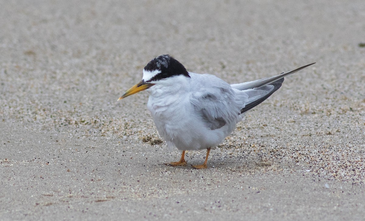 Least Tern - ML387286301