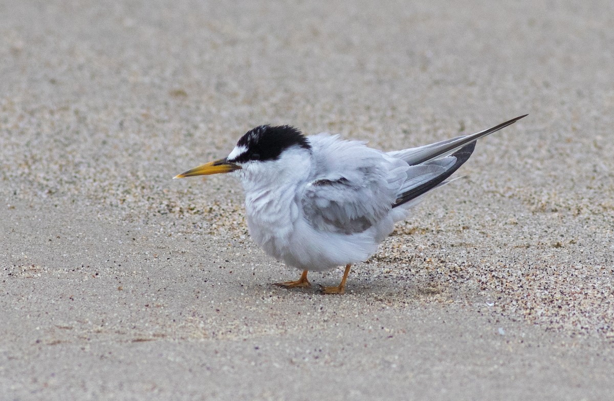 Least Tern - ML387286401