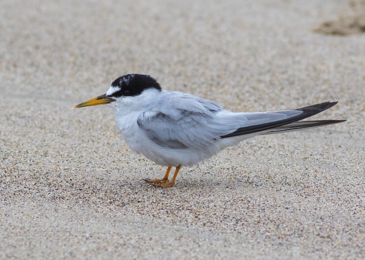 Least Tern - ML387286481