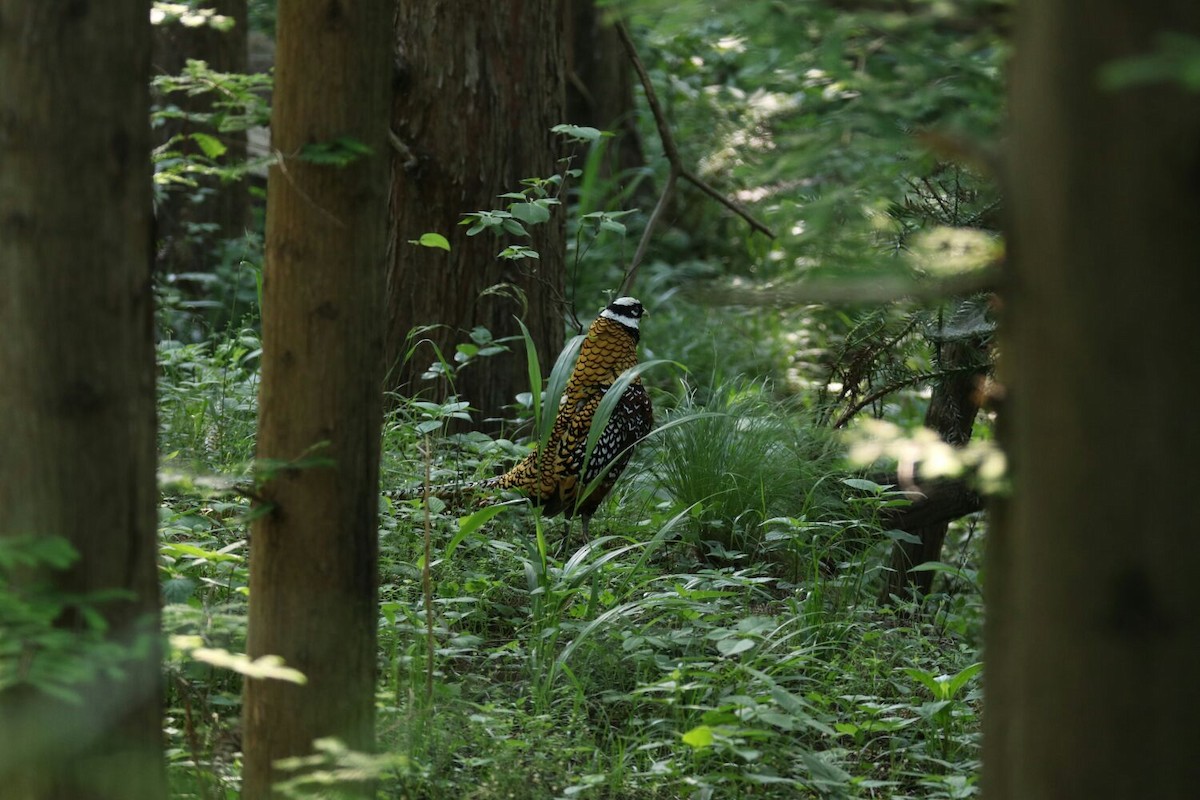 Reeves's Pheasant - ML387287631