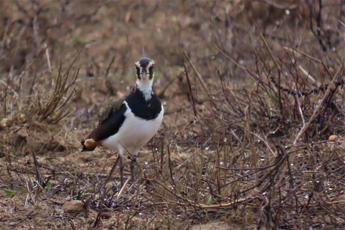 Northern Lapwing - ML387287731