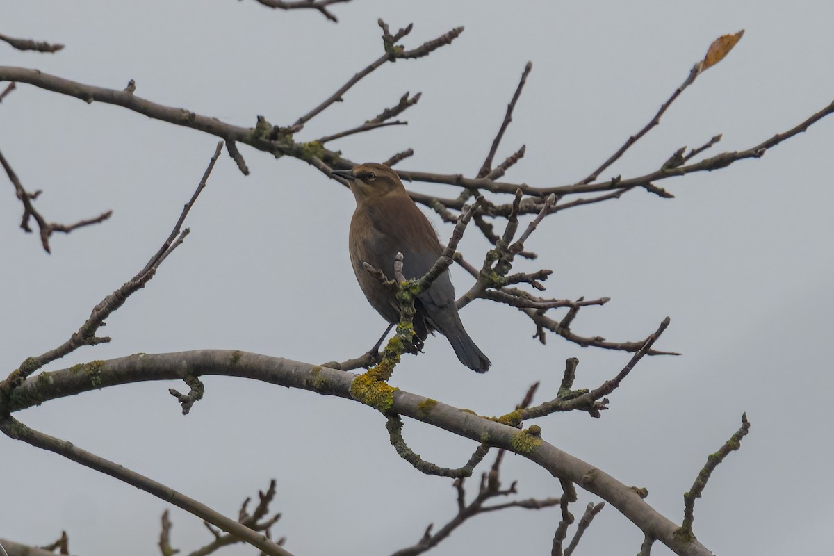 Rusty Blackbird - ML387290111