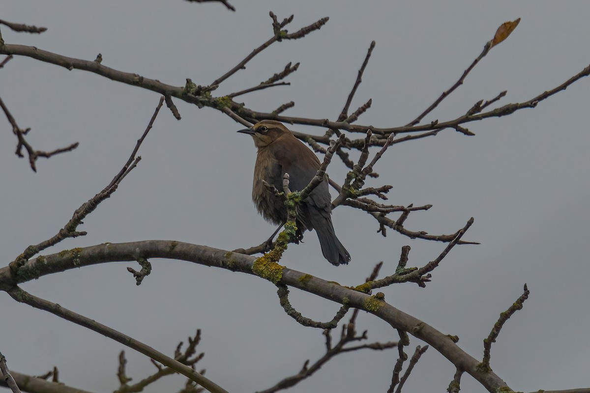 Rusty Blackbird - ML387290141