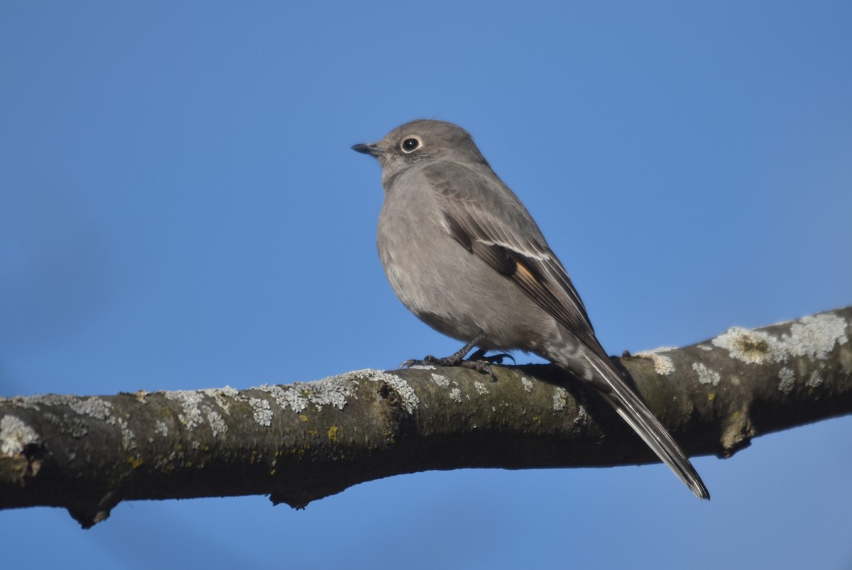 Townsend's Solitaire - Isabel Apkarian