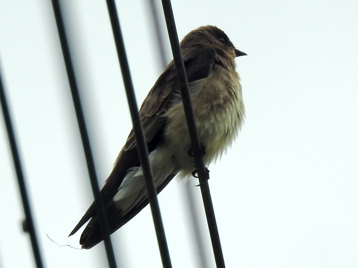 Southern Rough-winged Swallow - ML387291191