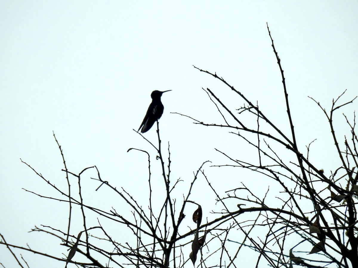 Black Jacobin - Clarisse Odebrecht