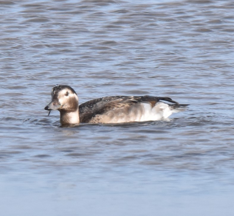 Long-tailed Duck - Jim Leitch