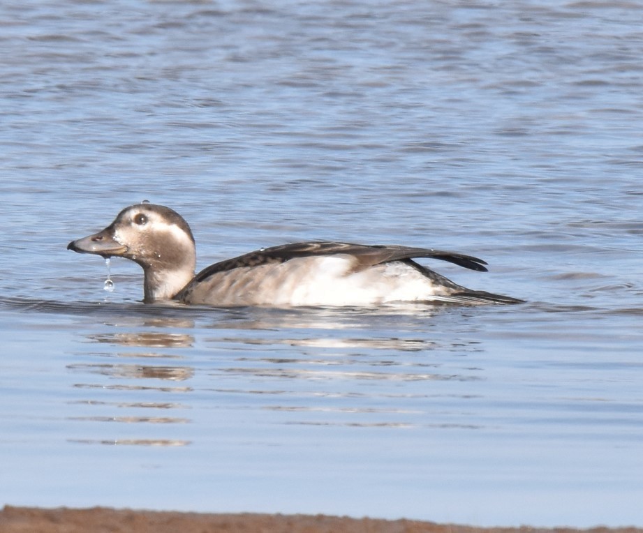Long-tailed Duck - ML387292931