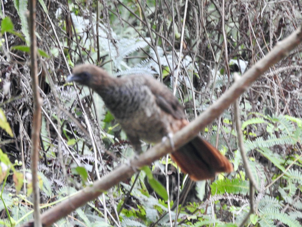 Scaled Chachalaca - Clarisse Odebrecht