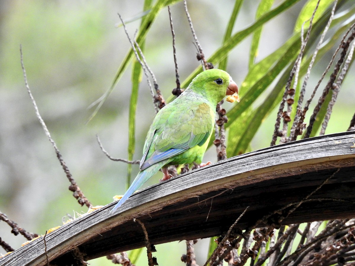 Plain Parakeet - ML387293211