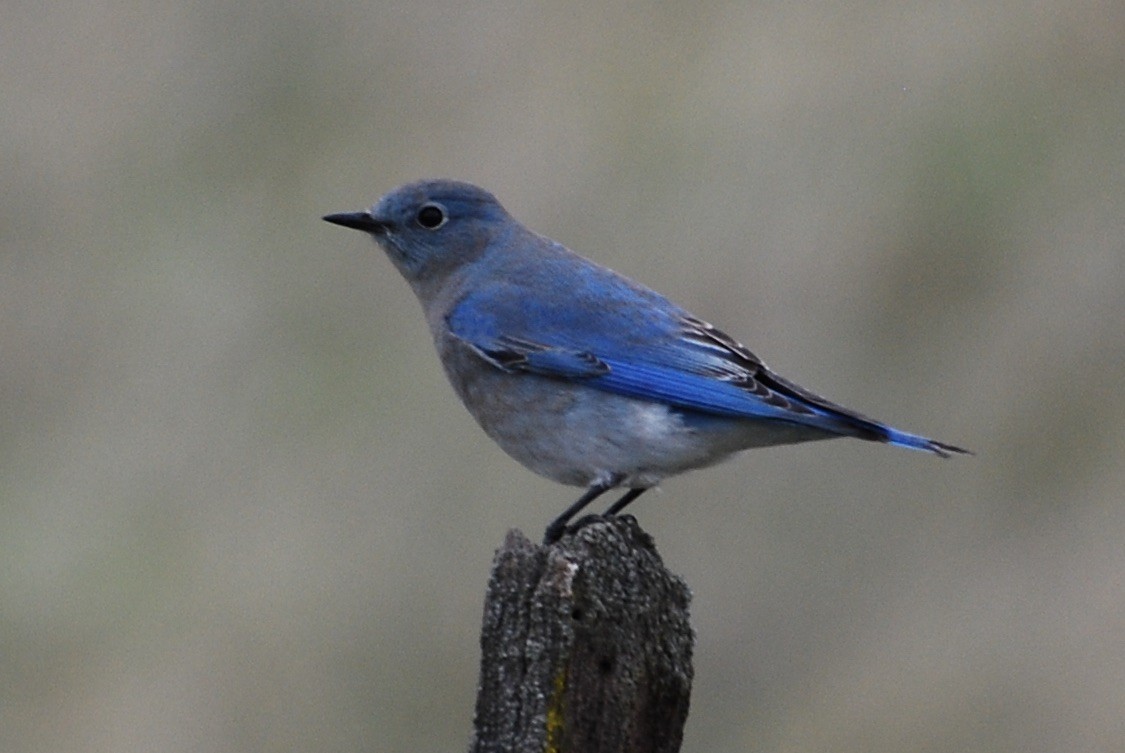 Mountain Bluebird - ML38729441