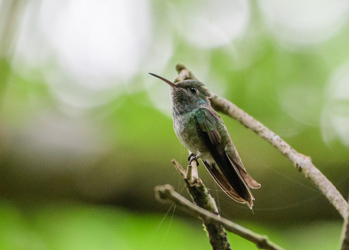 Amazilia Versicolor - ML387294471