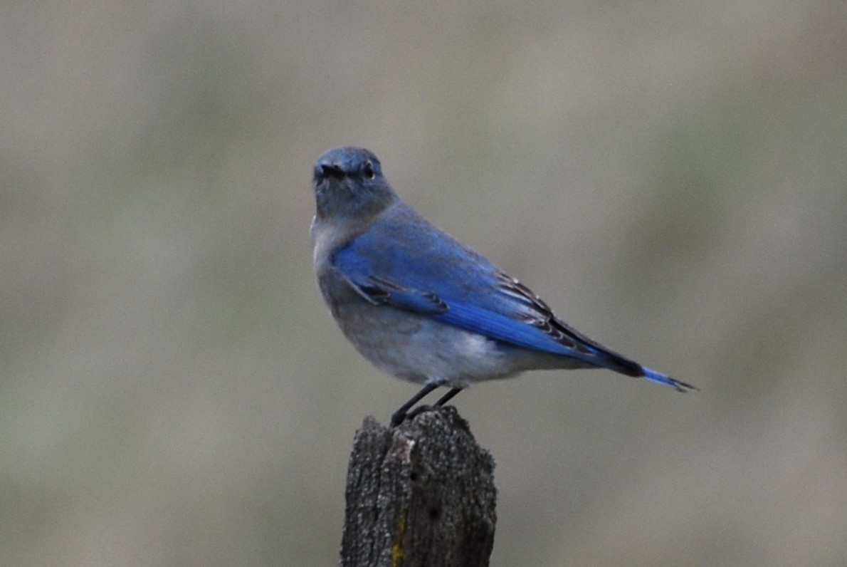 Mountain Bluebird - ML38729451