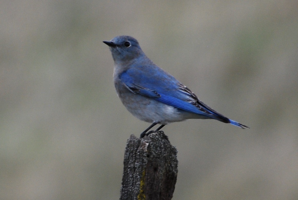 Mountain Bluebird - ML38729461