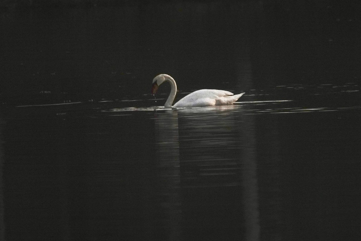 Mute Swan - ML387295451