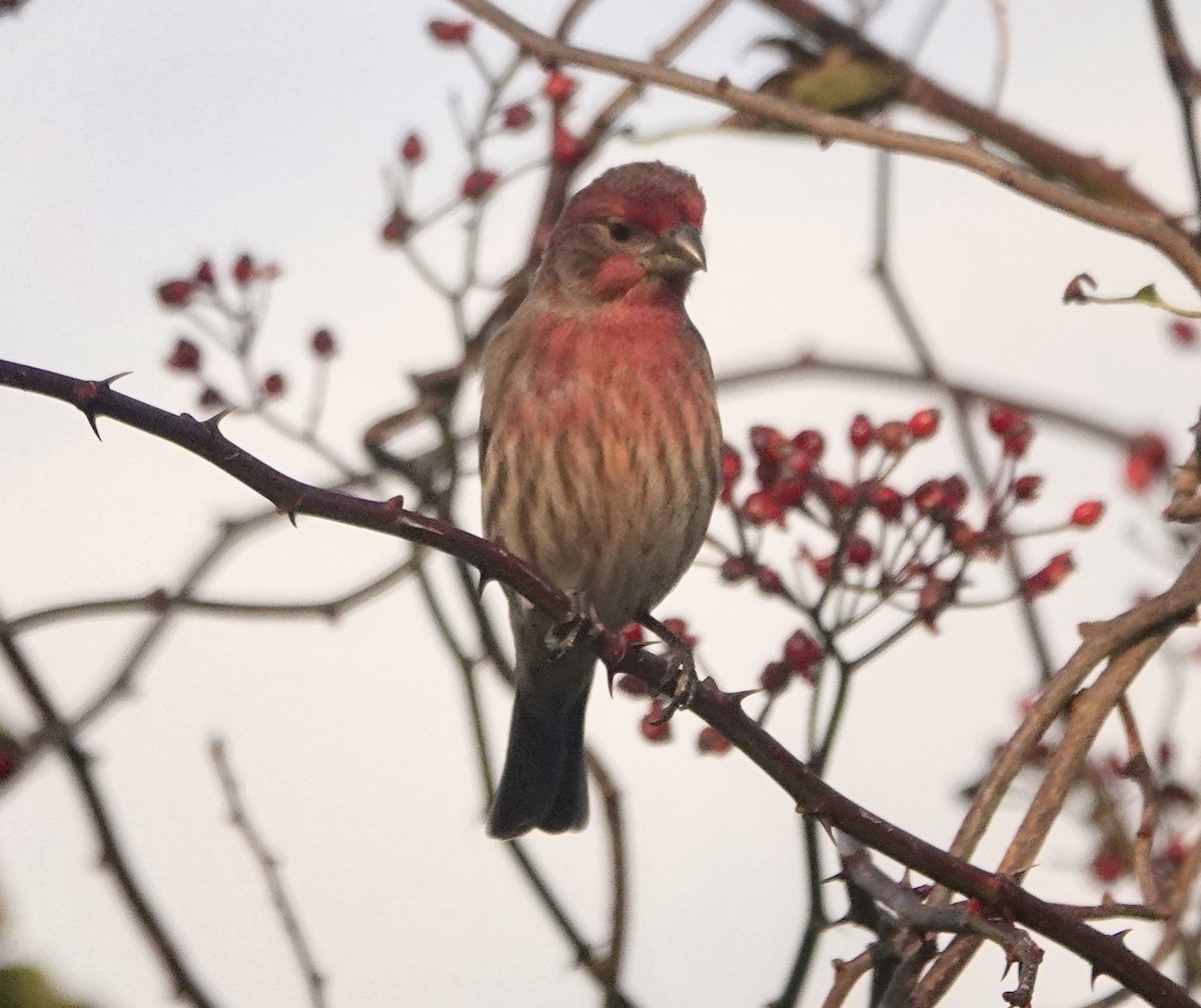 House Finch - ML387295531