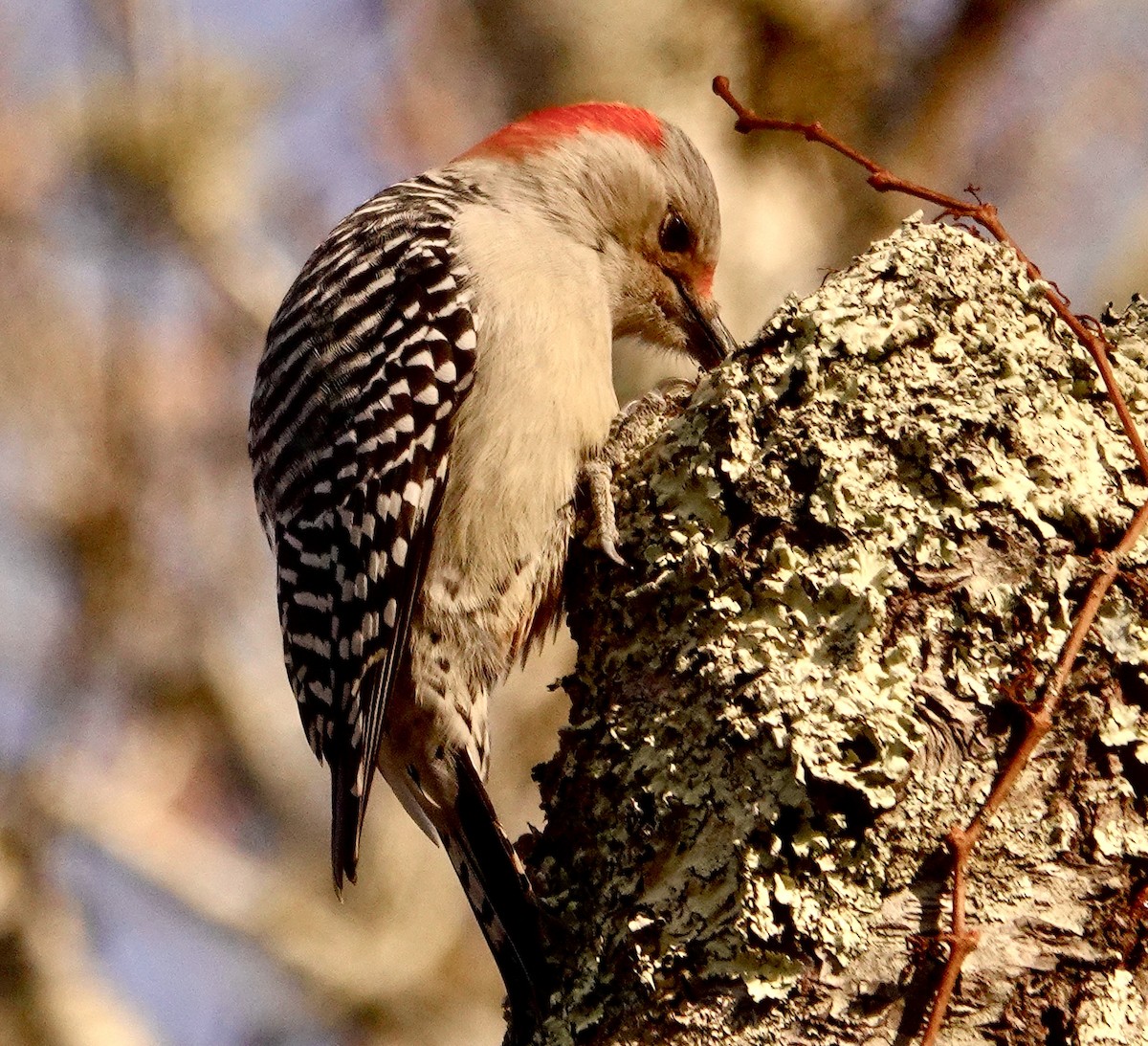 Red-bellied Woodpecker - ML387295631