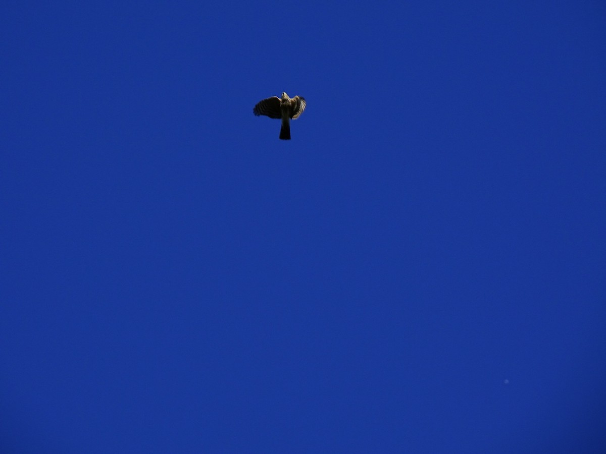 Sharp-shinned Hawk - ML387297421