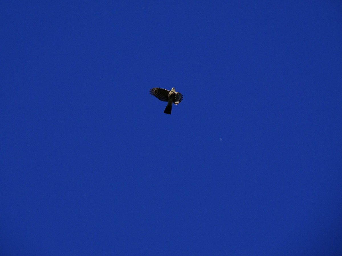 Sharp-shinned Hawk - ML387297431