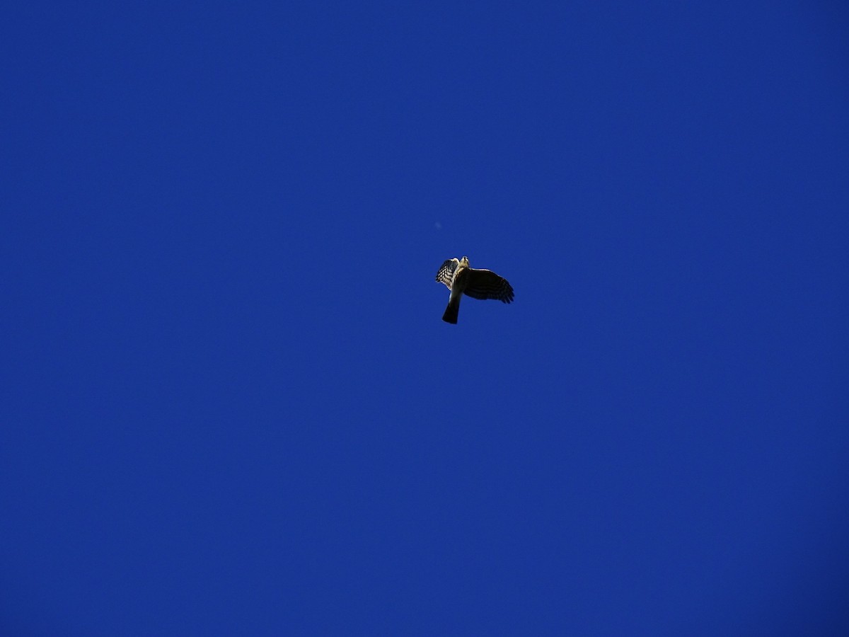 Sharp-shinned Hawk - ML387297441