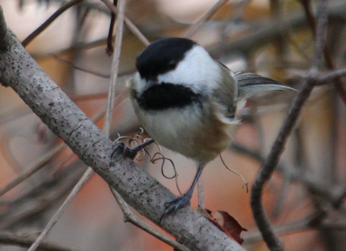 amerikameis - ML387298981