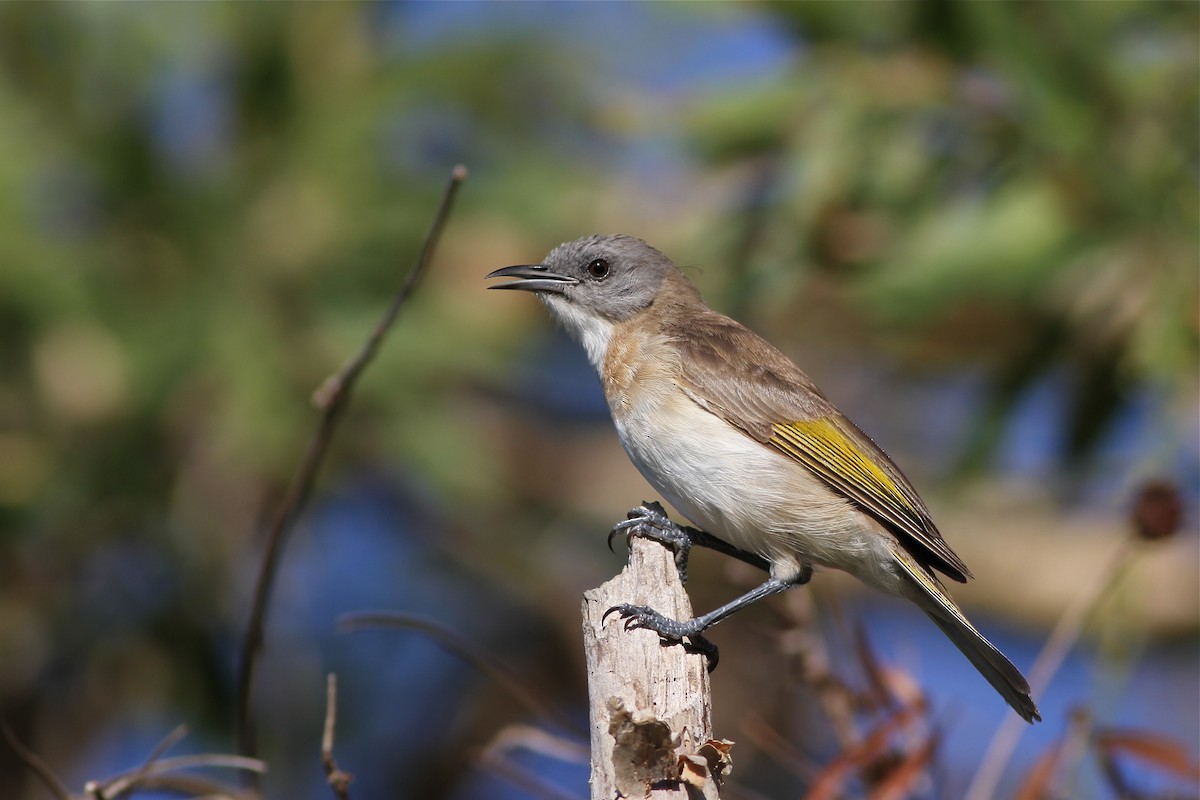 Rufous-banded Honeyeater - Chris Wiley