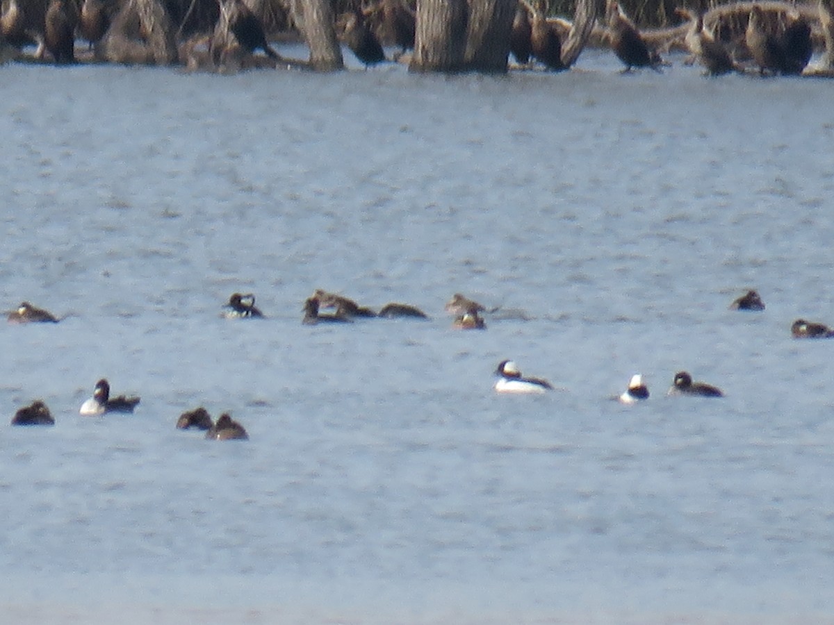 Bufflehead - ML387299951