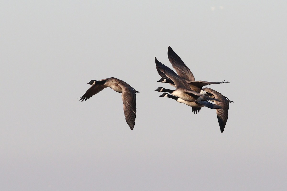 Canada Goose - ML387301021