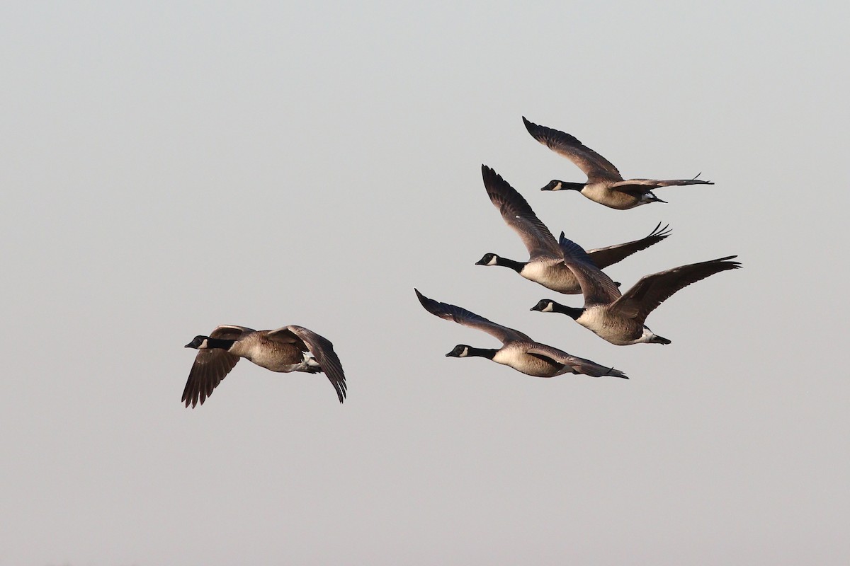 Canada Goose - ML387301151