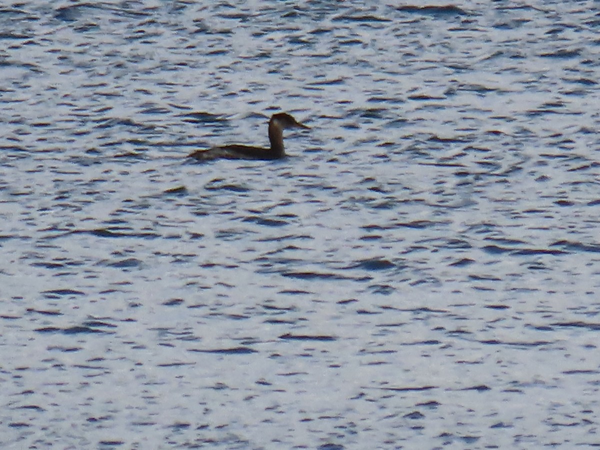 Red-necked Grebe - ML387302771