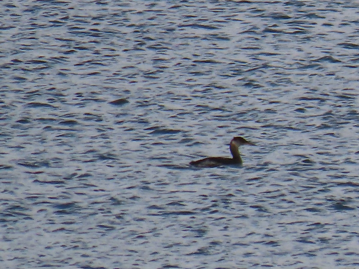 Red-necked Grebe - ML387302781
