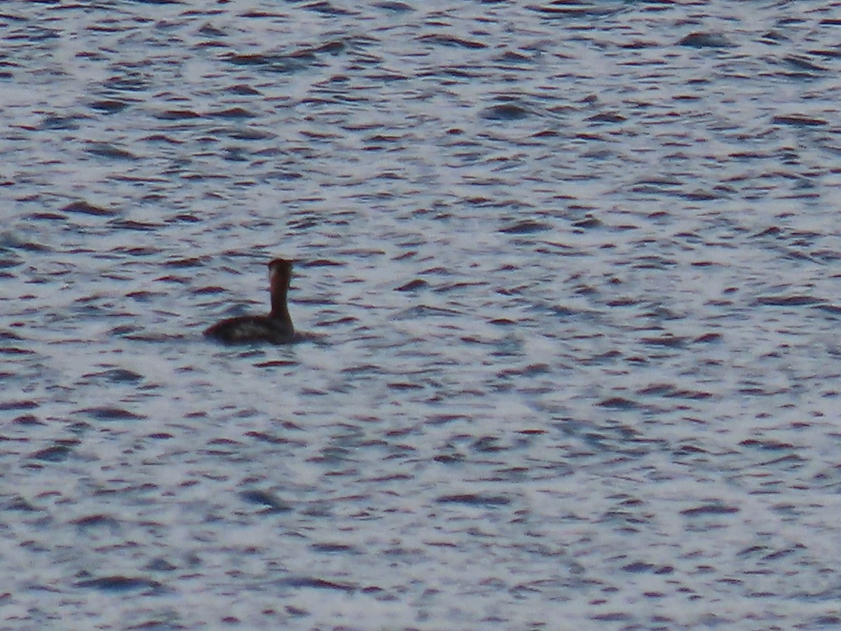 Red-necked Grebe - ML387302791