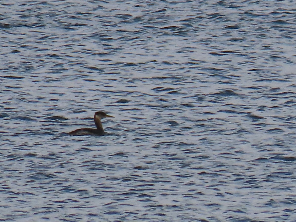 Red-necked Grebe - ML387302801