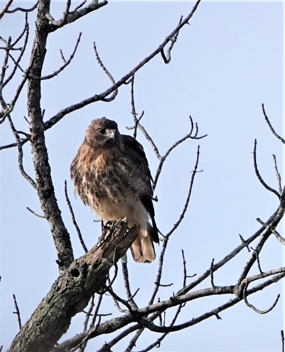 Red-tailed Hawk (abieticola) - Steve Mayo