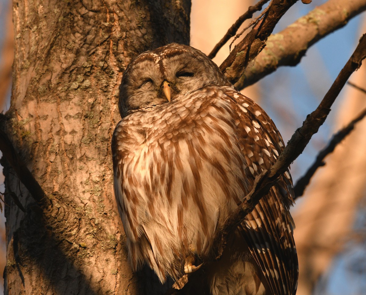 Barred Owl - Stéphane Barrette