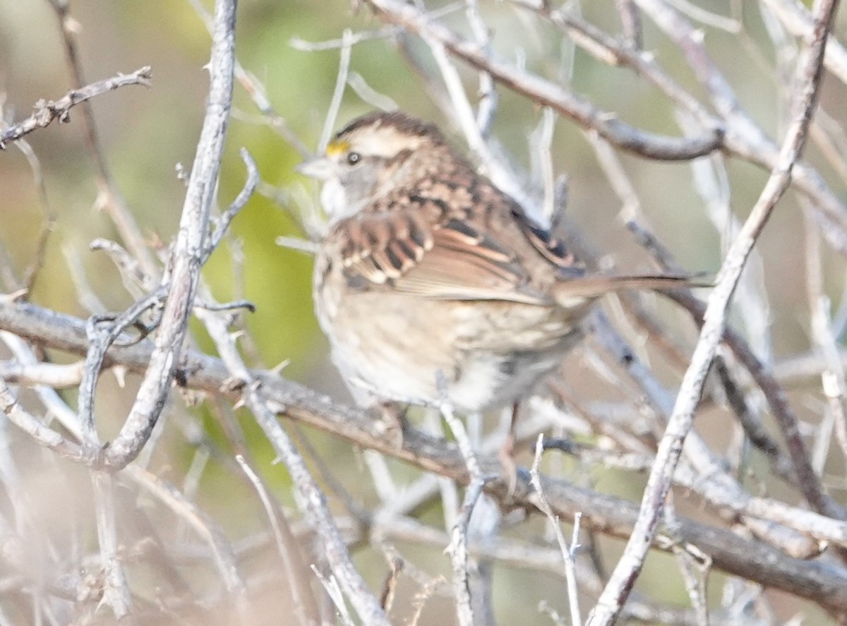 White-throated Sparrow - Steve Mayo