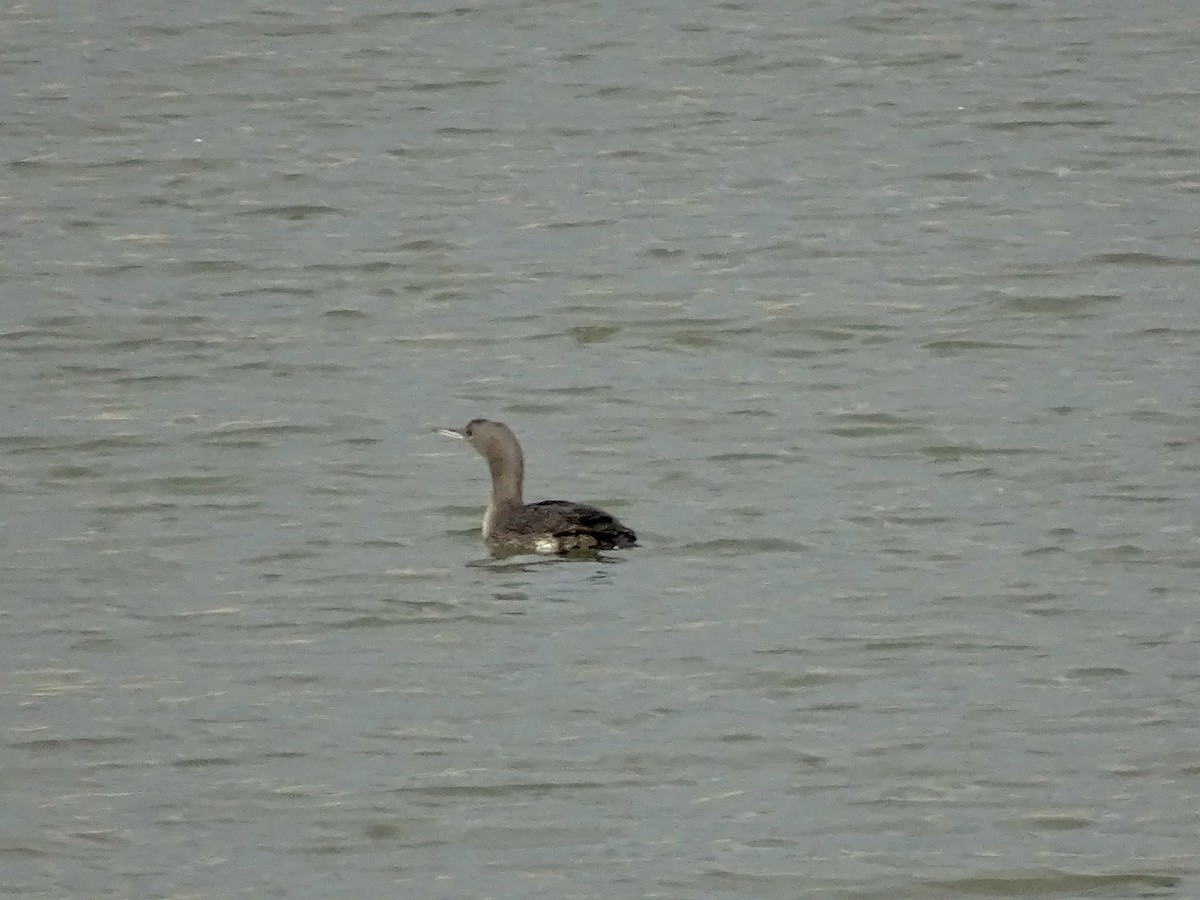 Pacific Loon - ML387305201