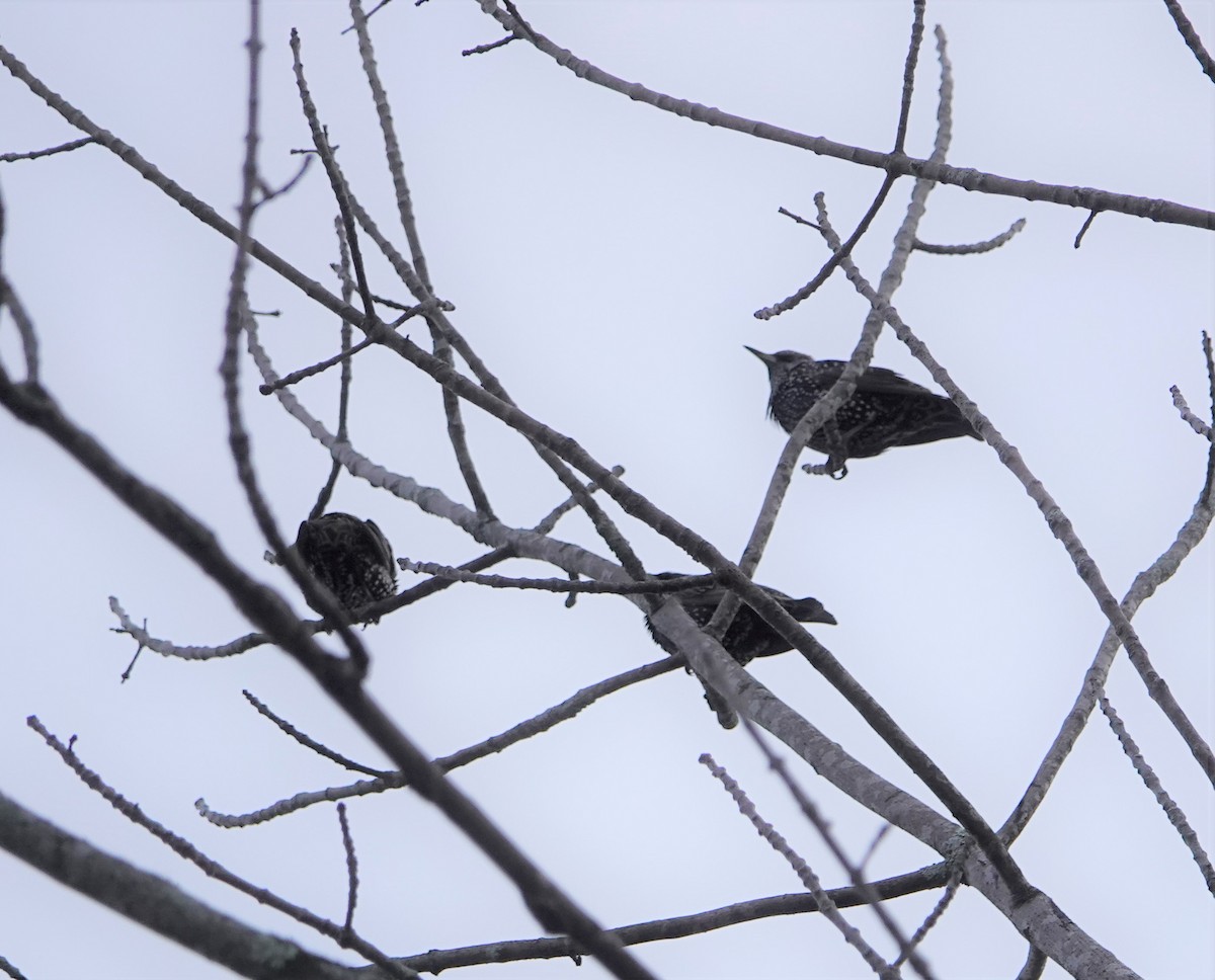 European Starling - ML387305751